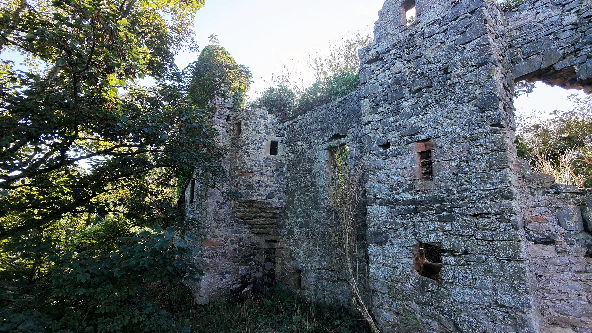 Auldhame Castle's roofless walls and empty windows surrounded by trees