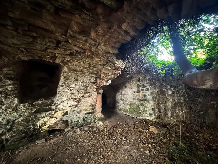 Tree trunk and roots beside an opening in Auldhame Castle's stone vault