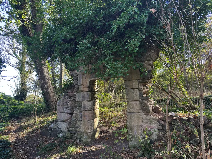 Ivy-covered window opening in Auldhame Castle's woodland ruins