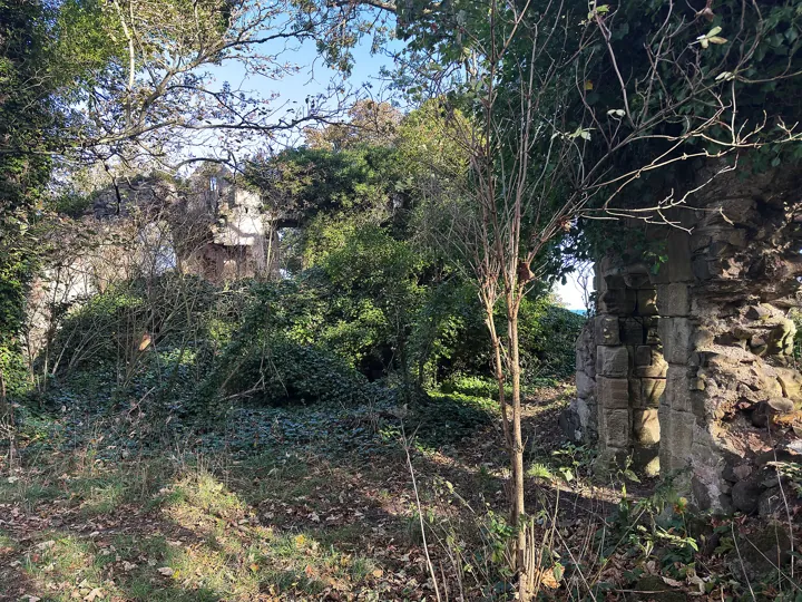 Auldhame Castle's ruined walls amid ivy, branches and undergrowth