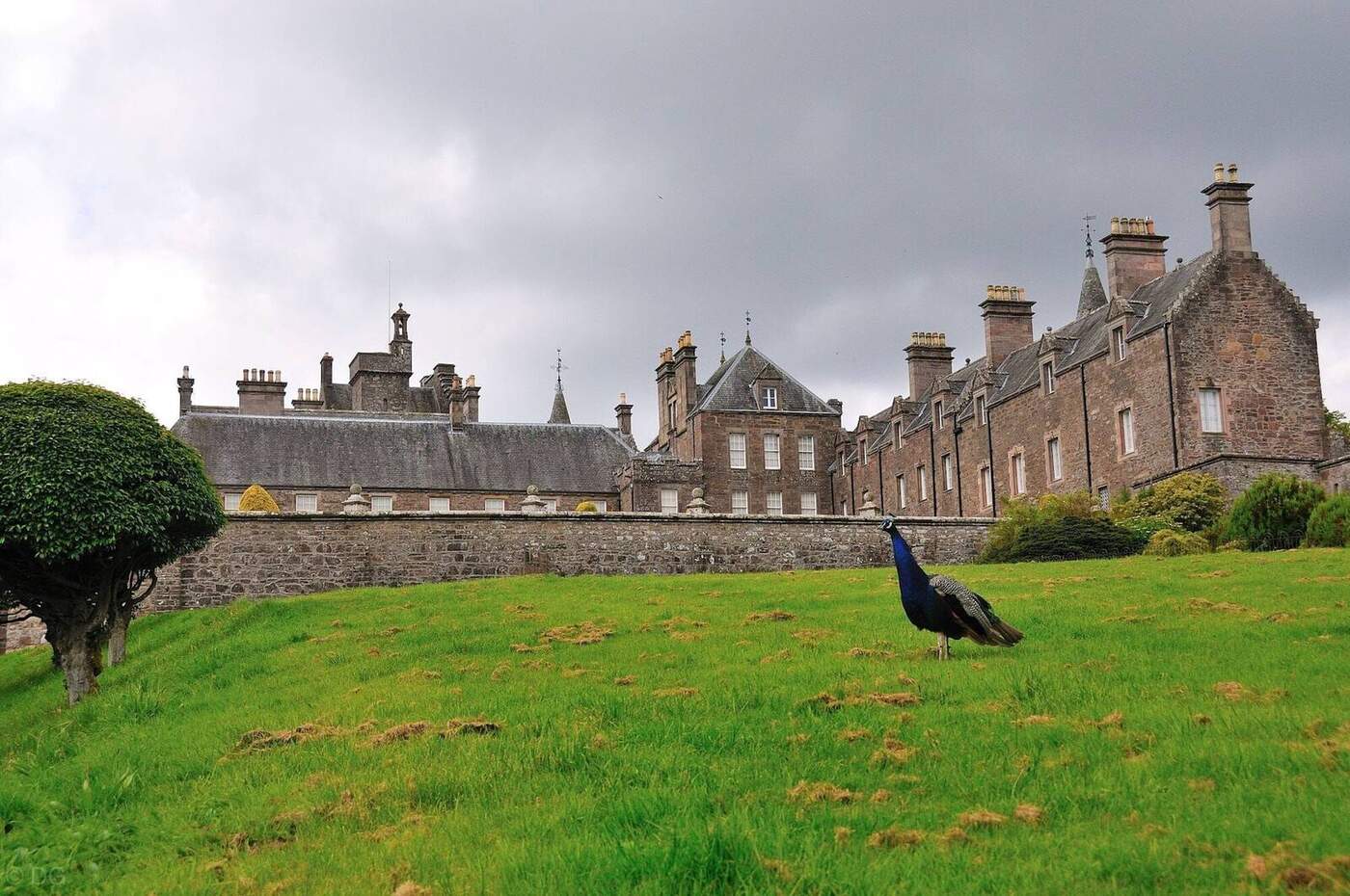 Peacock on the lawn in front of Drummond Castle buildings