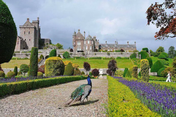 Peacock on a gravel path beside purple flowers below Drummond Castle