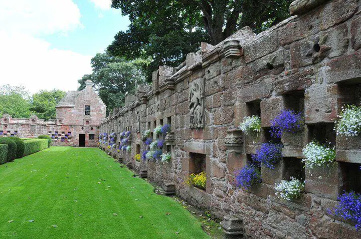 Flowers growing in niches along Edzell Castle's decorated garden wall