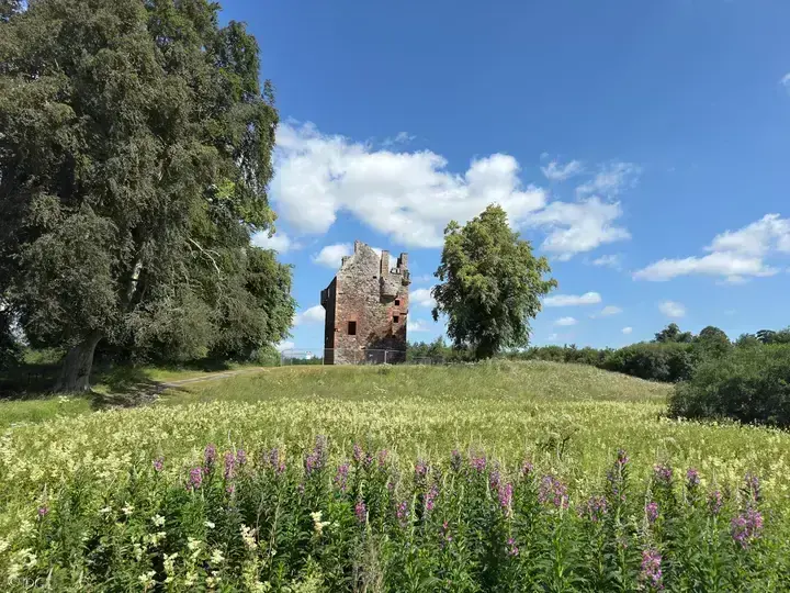 Greenknowe Tower between trees beyond tall purple flowers