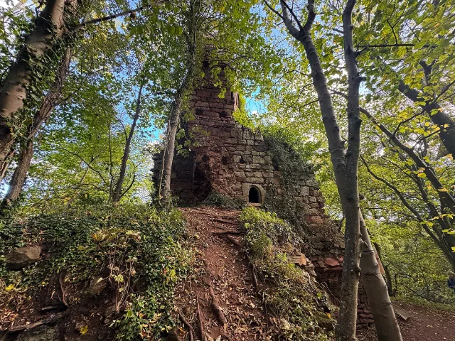 Tall ruined wall rising above the woodland path